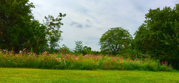 Karen's wildflower meadow 